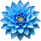 Blue Lotus