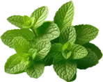 Fresh Mint