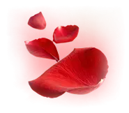 Rose Petals